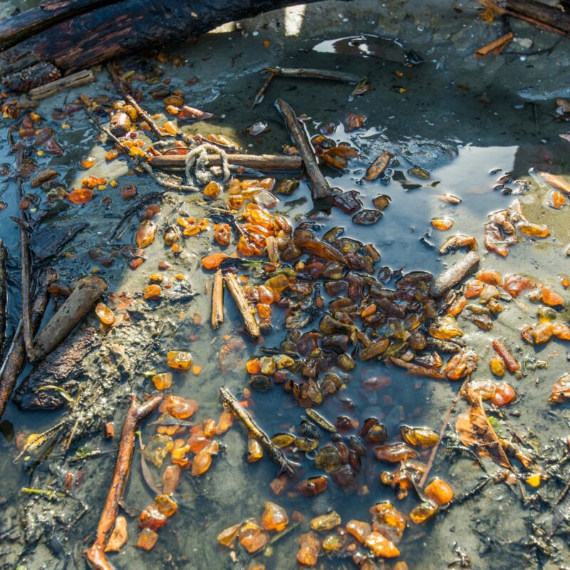 Warsztaty z poławiania bursztynu na Wyspie Sobieszewskiej